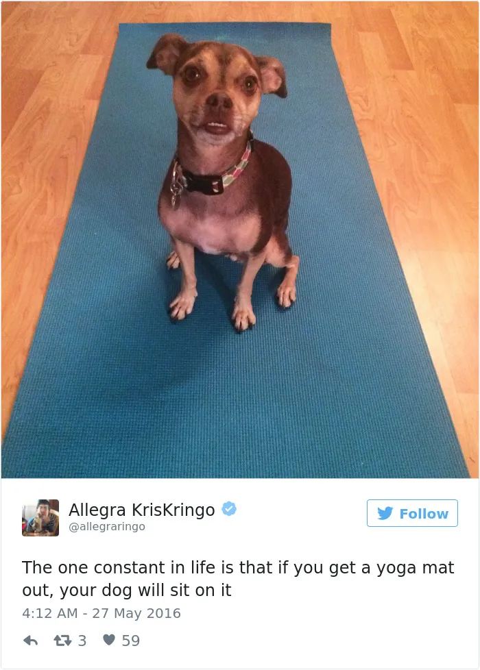 126 Of The Best Dog Tweets Of 2016