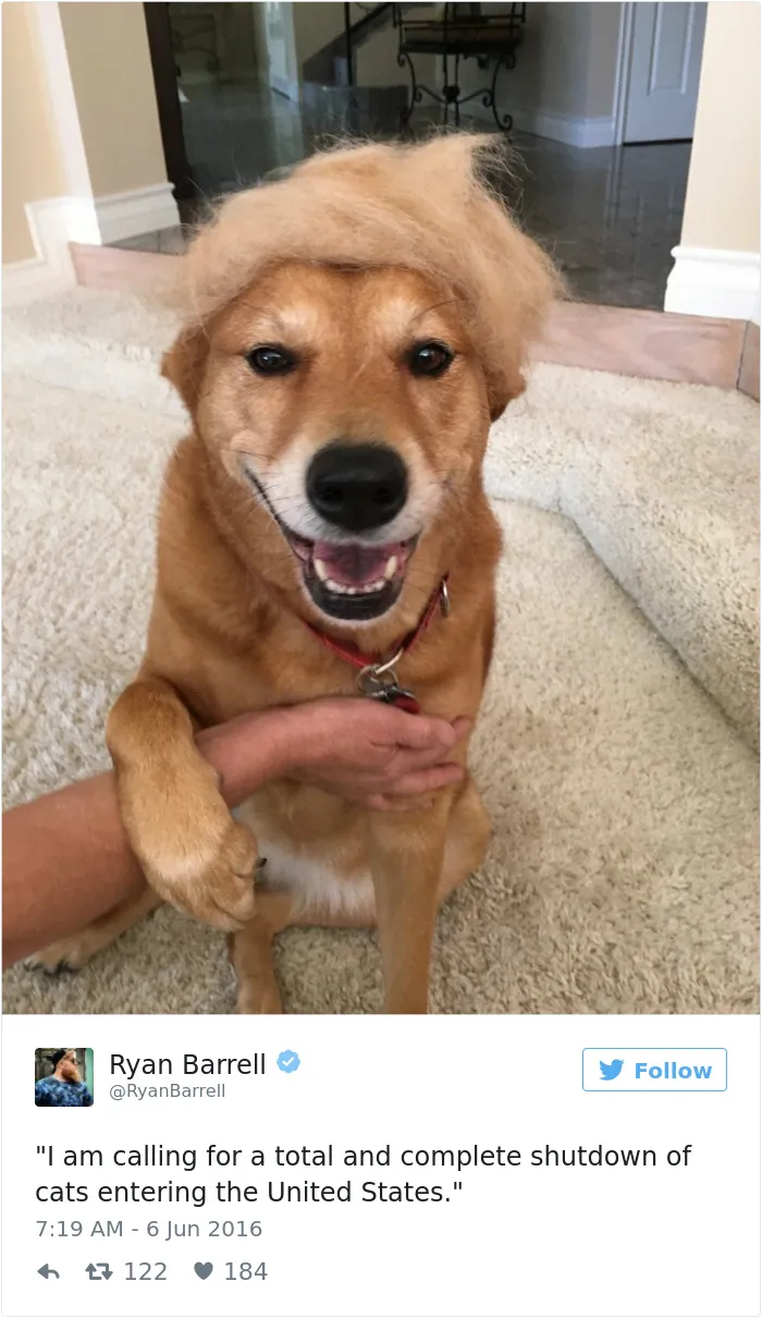 Dog Tweets