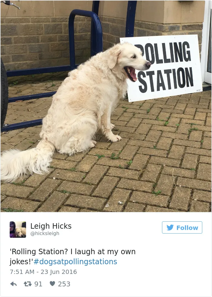 126 Of The Best Dog Tweets Of 2016