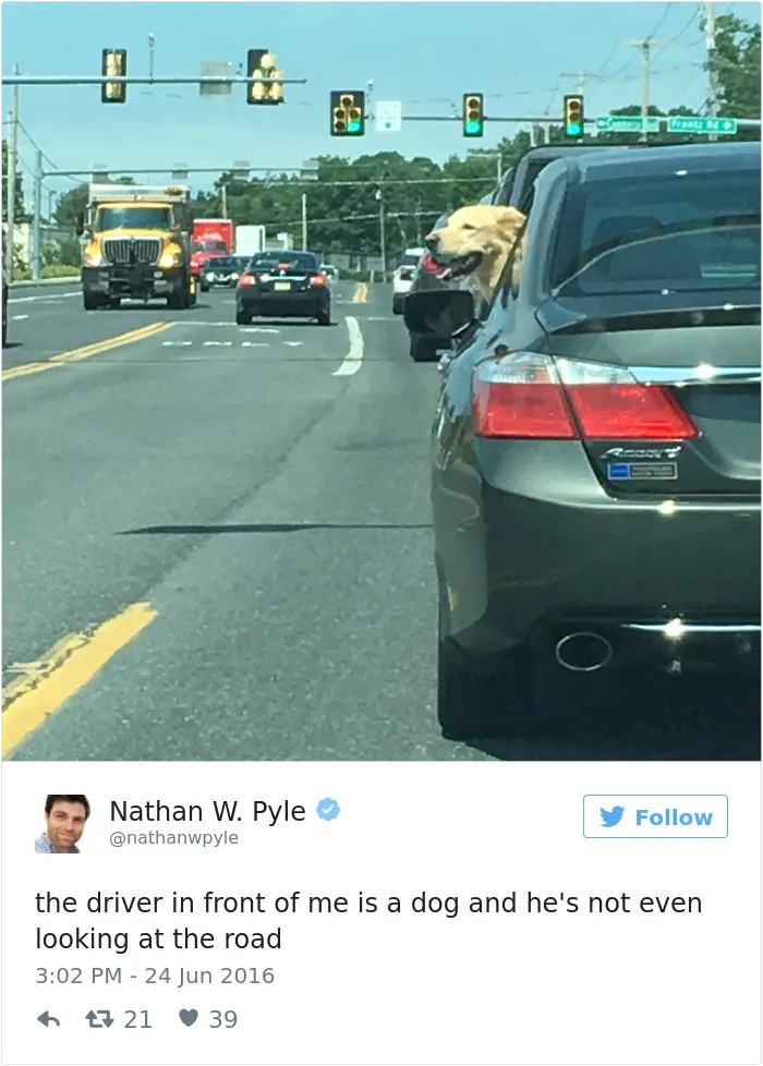 126 Of The Best Dog Tweets Of 2016