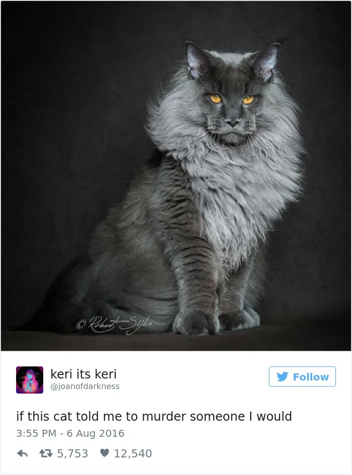 229 Of The Funniest Tweets From Women In 2016