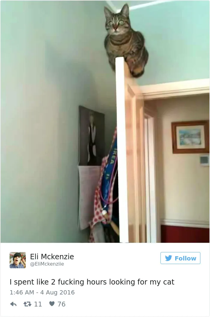 103 Of The Best Cat Tweets Of 2016