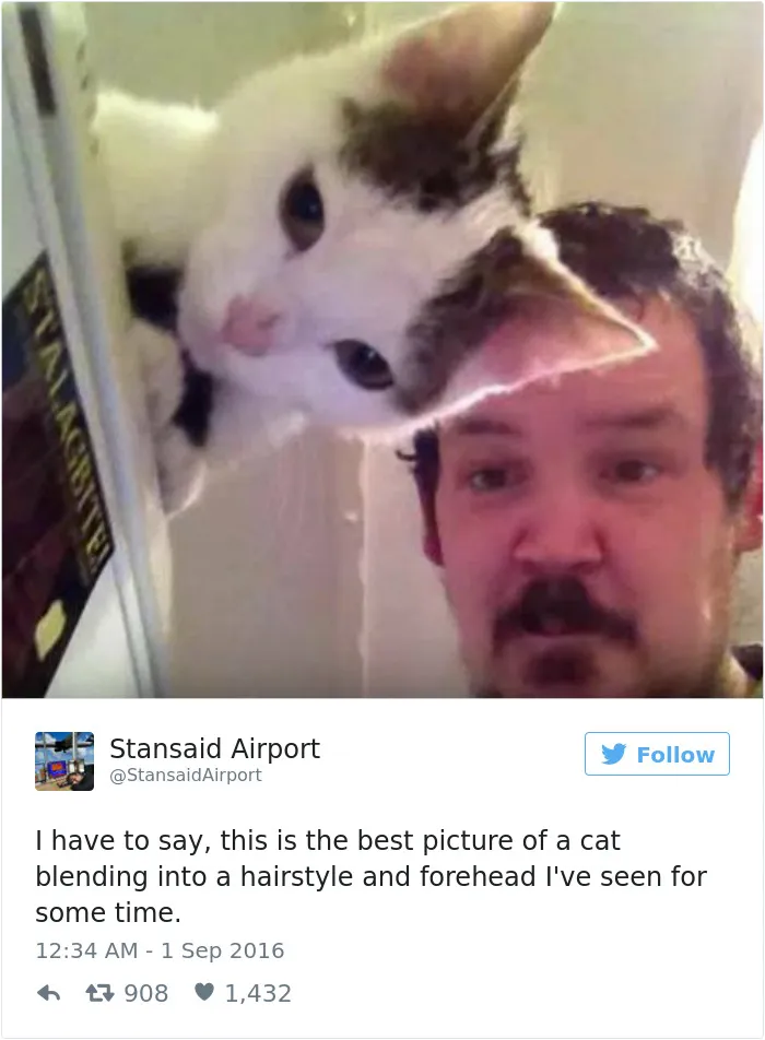 103 Of The Best Cat Tweets Of 2016