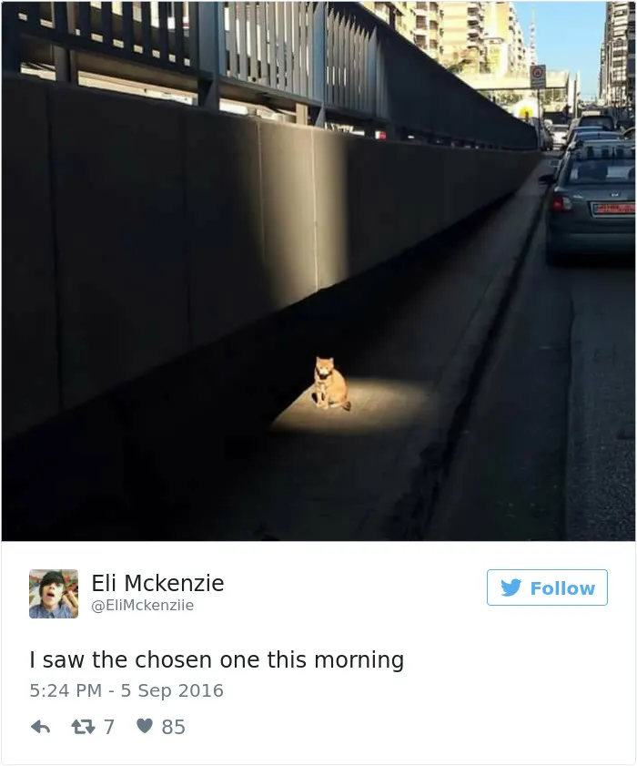 103 Of The Best Cat Tweets Of 2016