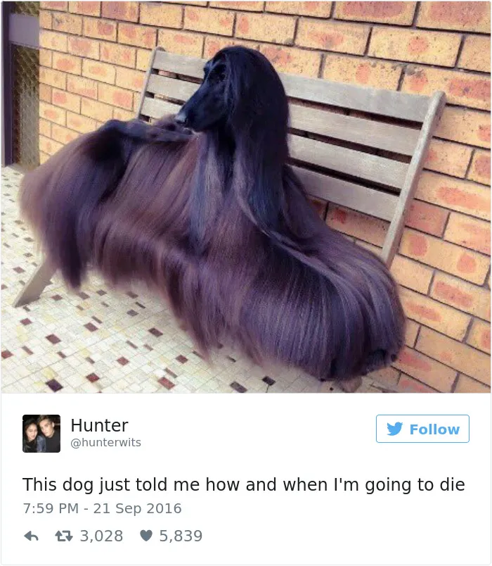 126 Of The Best Dog Tweets Of 2016