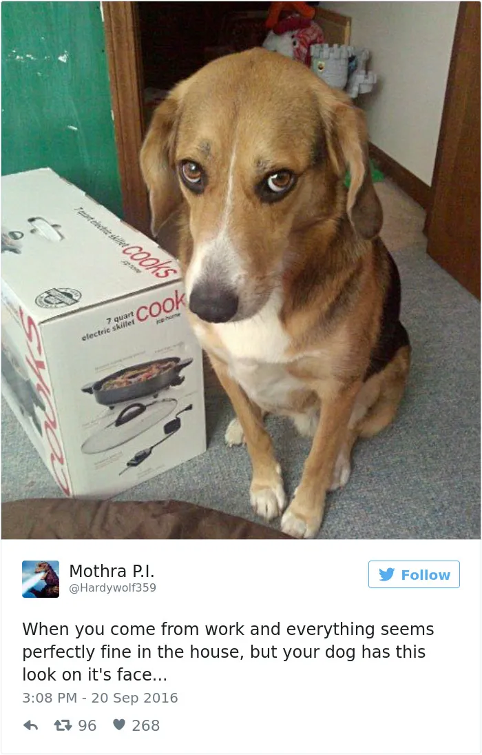 126 Of The Best Dog Tweets Of 2016