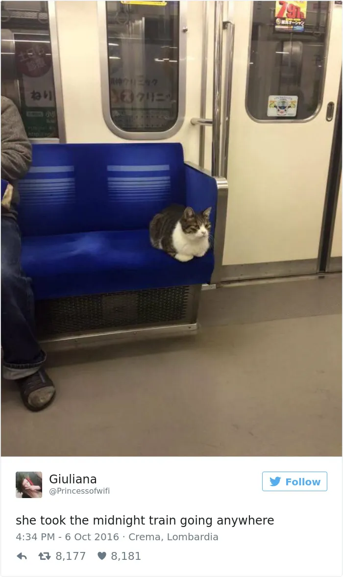 103 Of The Best Cat Tweets Of 2016