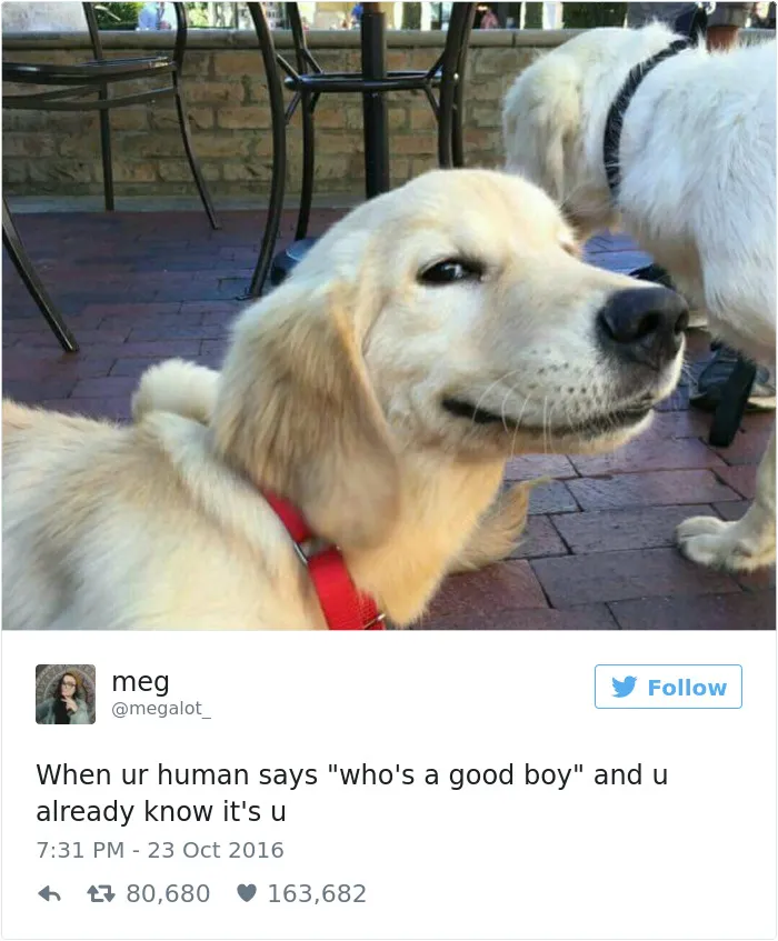 126 Of The Best Dog Tweets Of 2016