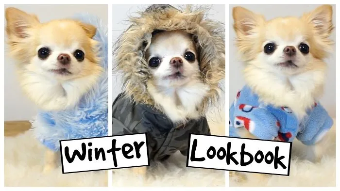 Cute Chihuahua Models Tiny Dog Clothes