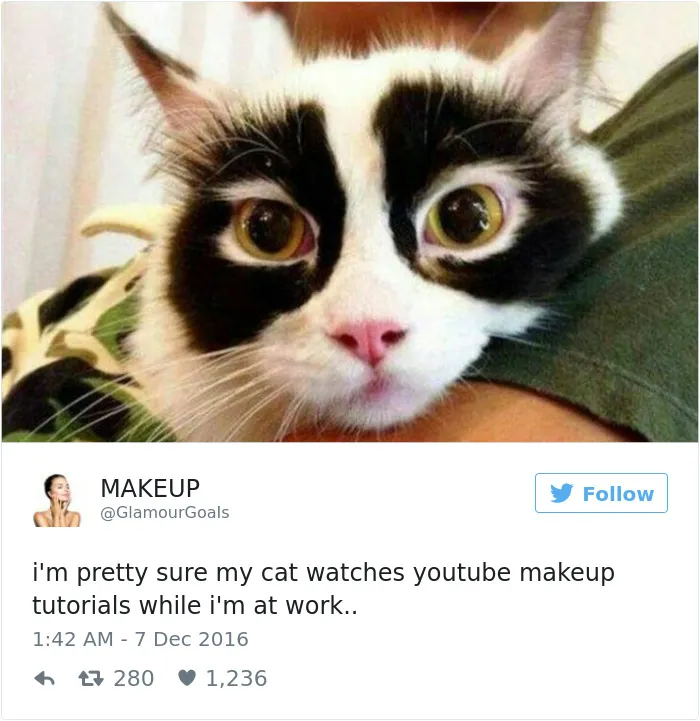 103 Of The Best Cat Tweets Of 2016