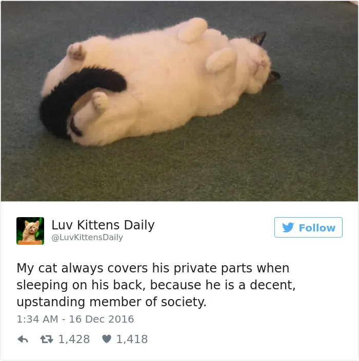 103 Of The Best Cat Tweets Of 2016