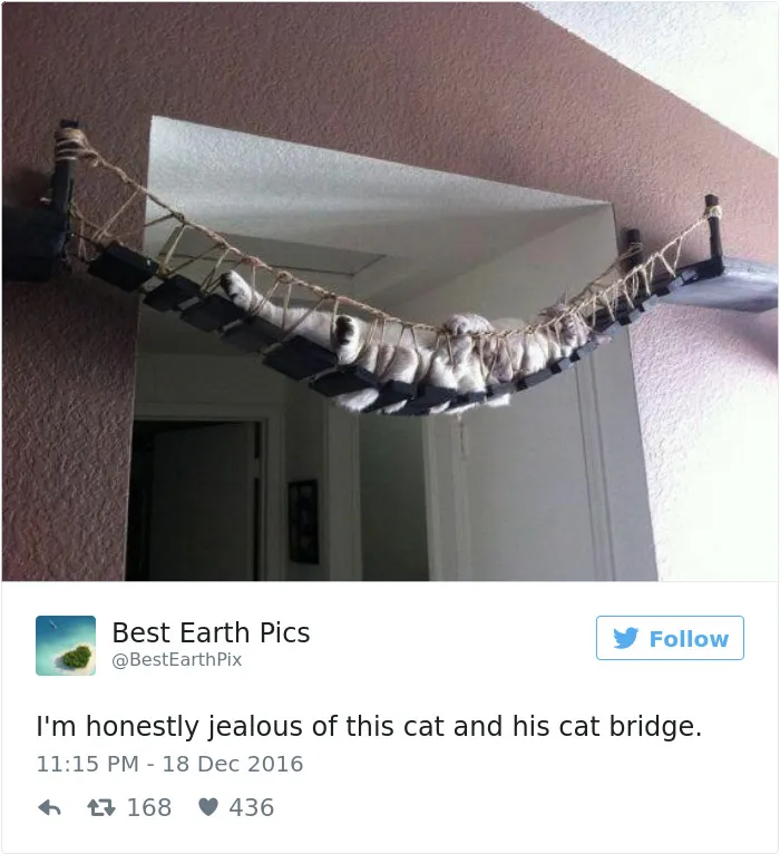 103 Of The Best Cat Tweets Of 2016