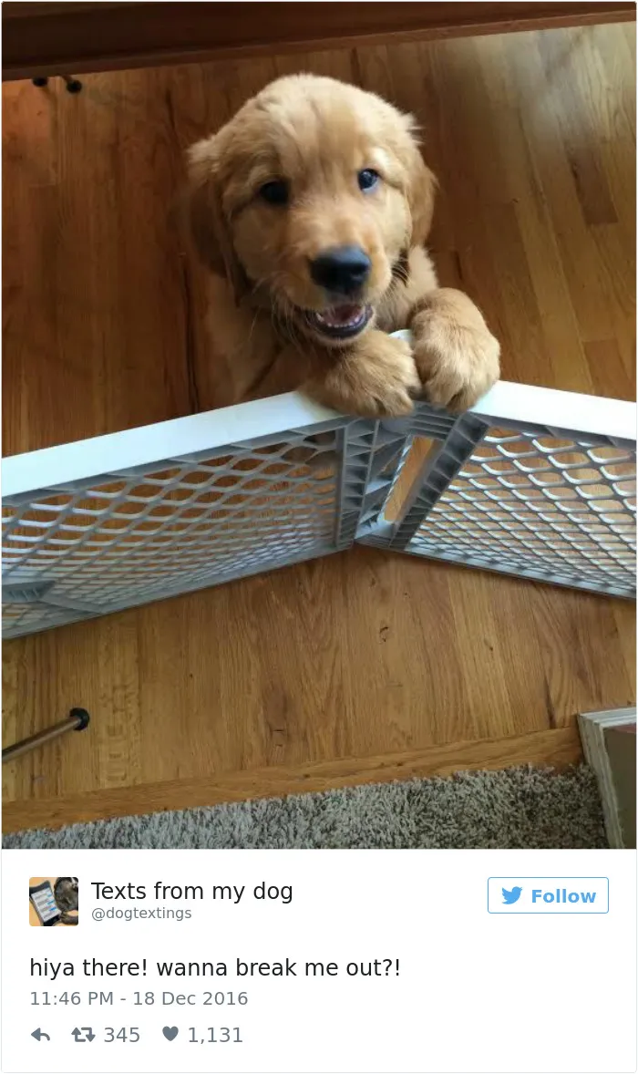 126 Of The Best Dog Tweets Of 2016