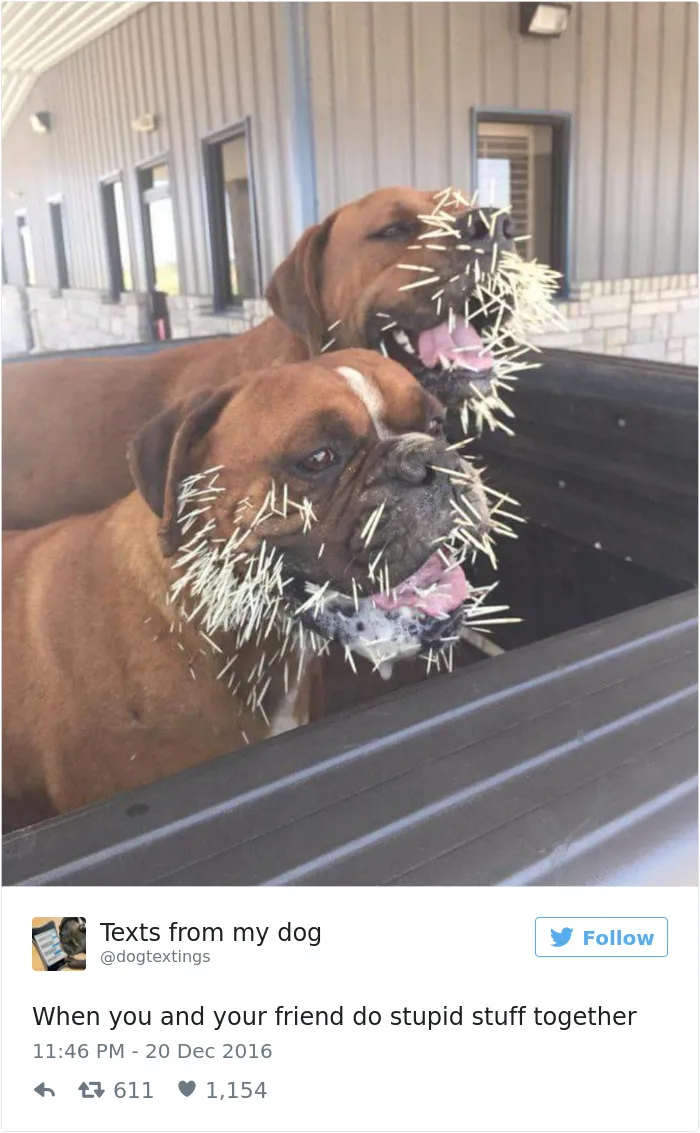 126 Of The Best Dog Tweets Of 2016