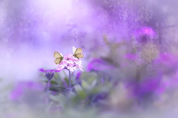 The Colourful Macro World Of Tiny Creatures That I Capture In Indonesia