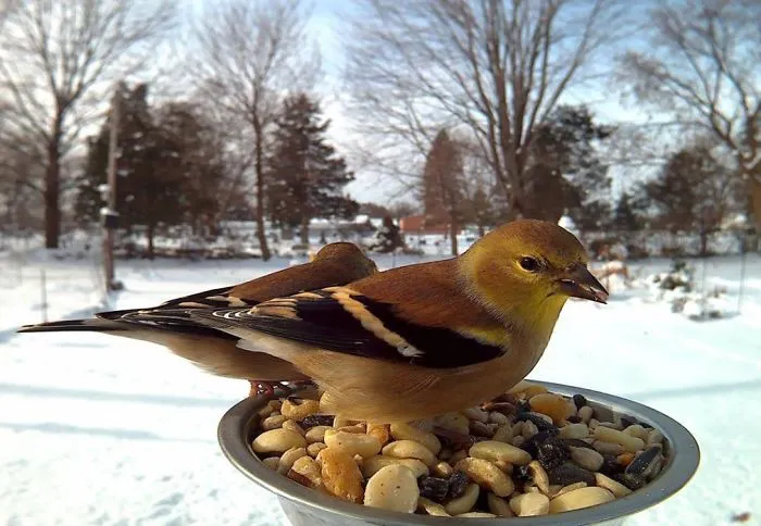 Bird Feeder Photography