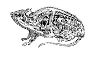 Mr Rat
illustration Pen On Paper