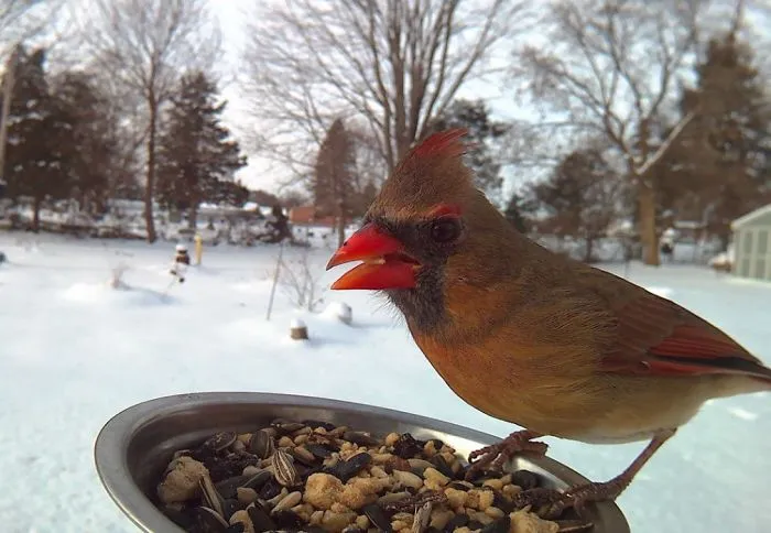 Woman Feeds Birds To Capture Stunning Close-Up Pics While They Eat