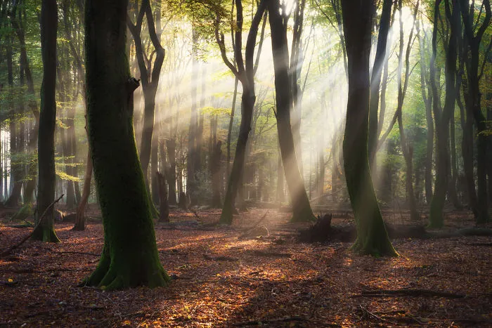 Morning Magic