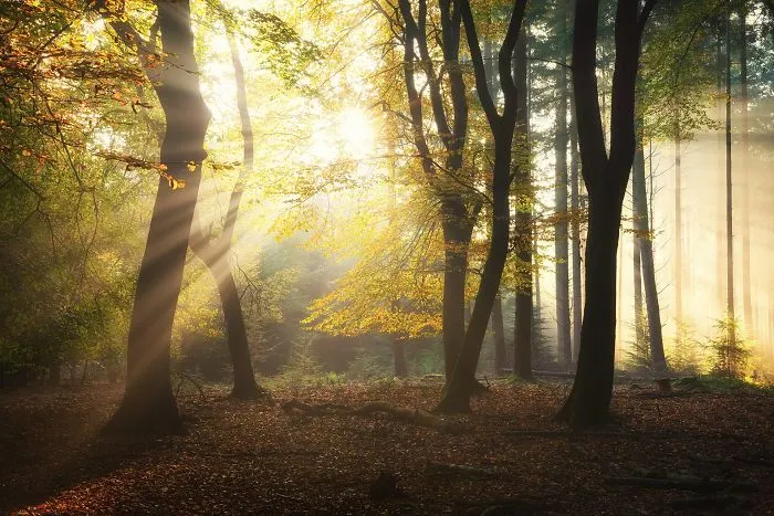 Autumn Explosion