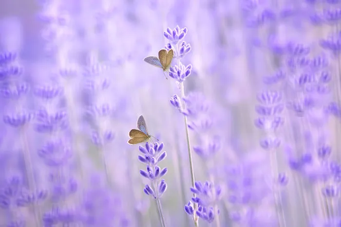 The Colourful Macro World Of Tiny Creatures That I Capture In Indonesia