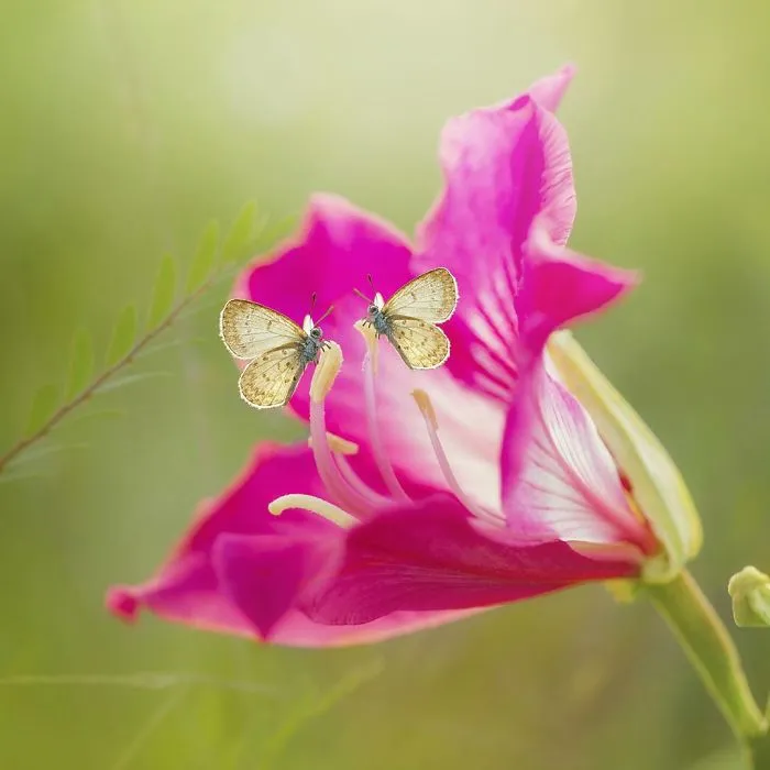 The Colourful Macro World Of Tiny Creatures That I Capture In Indonesia