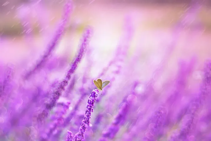The Colourful Macro World Of Tiny Creatures That I Capture In Indonesia