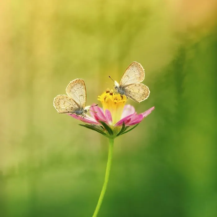 The Colourful Macro World Of Tiny Creatures That I Capture In Indonesia