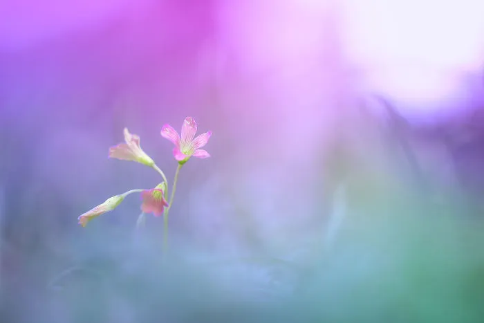 The Colourful Macro World Of Tiny Creatures That I Capture In Indonesia