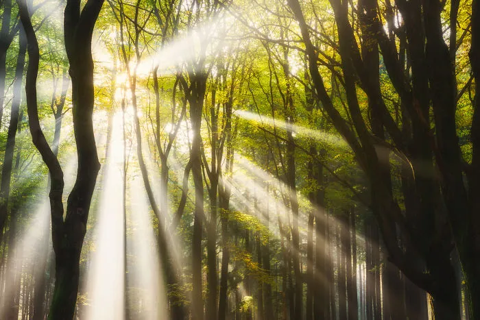 Ray Explosion