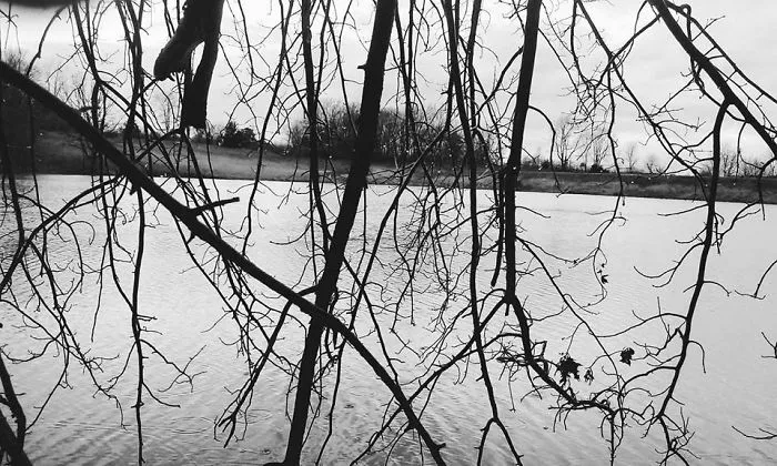 Some Of My Best Tree Photography