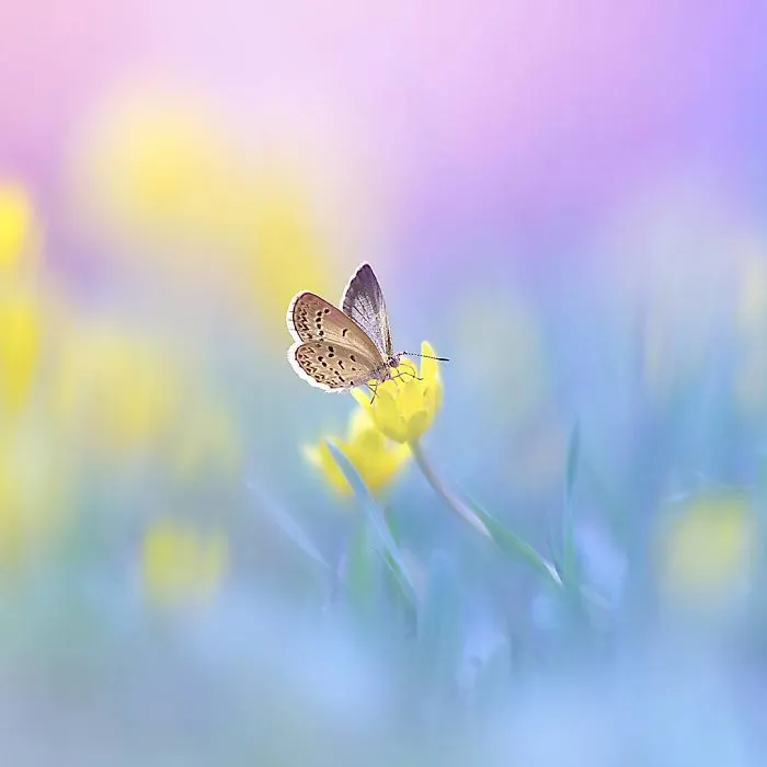 The Colourful Macro World Of Tiny Creatures That I Capture In Indonesia