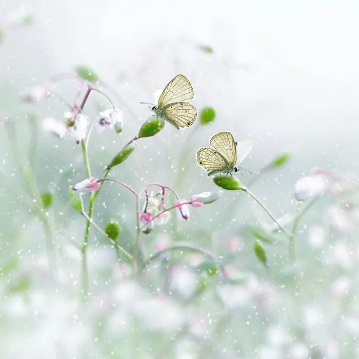 The Colourful Macro World Of Tiny Creatures That I Capture In Indonesia