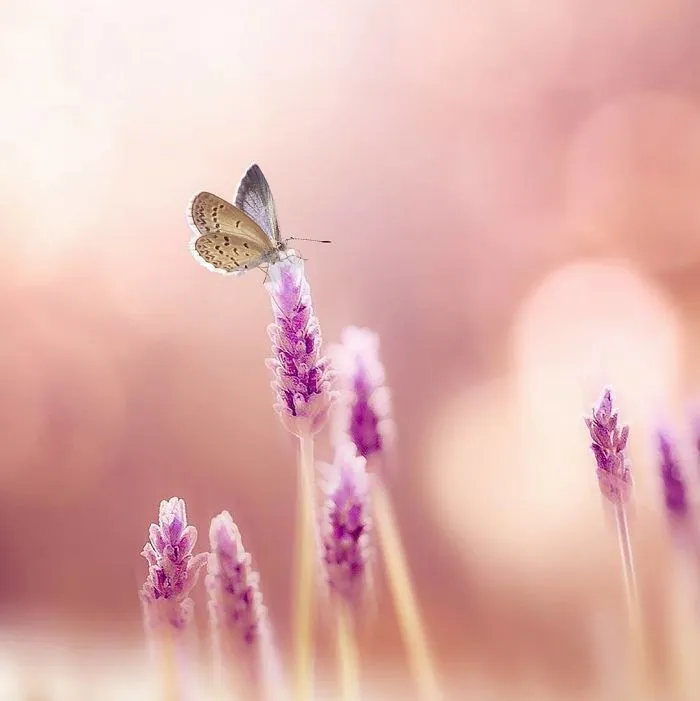 The Colourful Macro World Of Tiny Creatures That I Capture In Indonesia