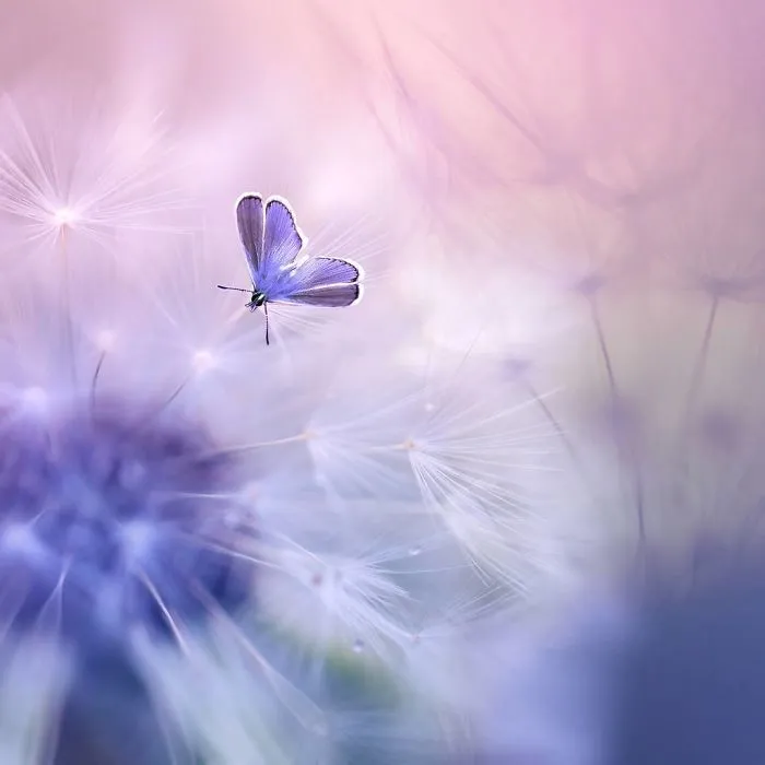 The Colourful Macro World Of Tiny Creatures That I Capture In Indonesia