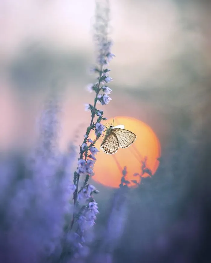 The Colourful Macro World Of Tiny Creatures That I Capture In Indonesia