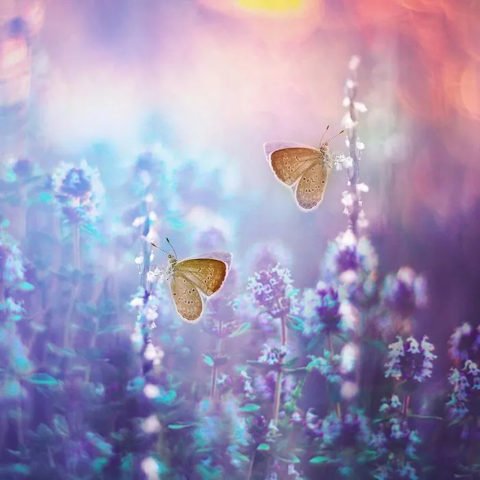 The-magical-macro-world
