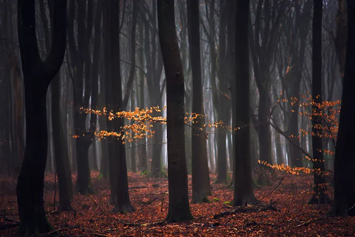 The Last Colour