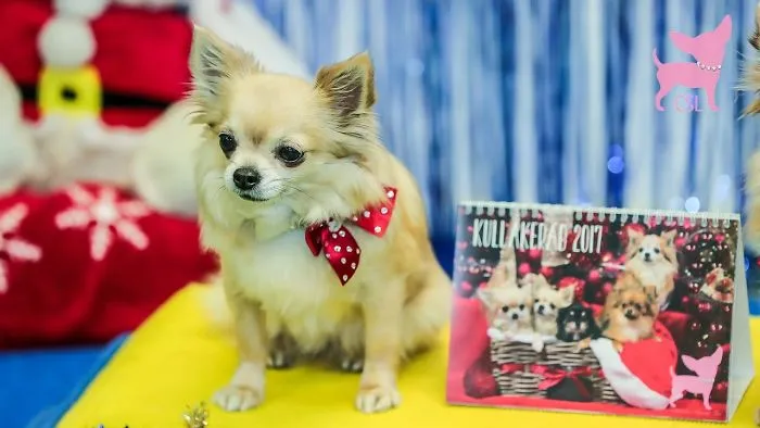 Cute Chihuahuas Having An Awesome Christmas!