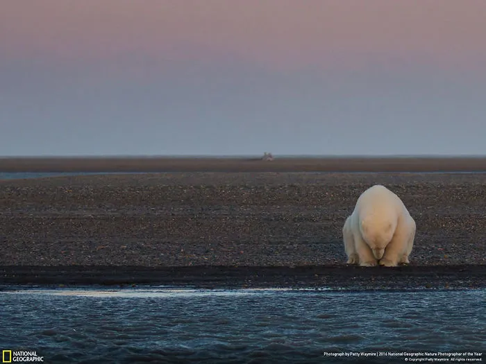 Honorable Mention, Environmental Issues: No Snow, No Ice? Barter Islands