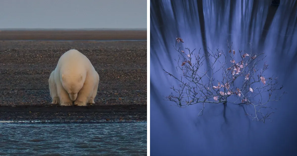 Los ganadores del concurso de National Geographic a Fotógrafo de la naturaleza 2016