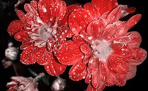 I Spent Seven Months Until These Wonderful Flowers Grew, Then I Photographed.