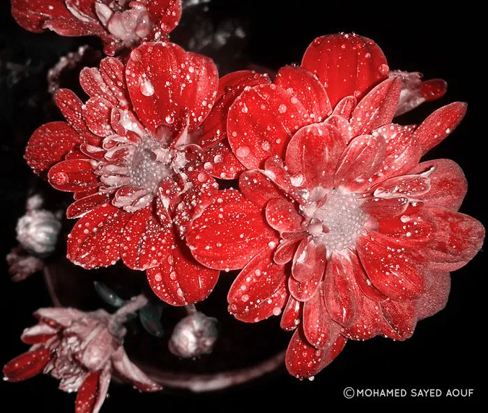 I Spent Seven Months Until These Wonderful Flowers Grew, Then I Photographed.