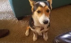 People Are Posting Pics Of Their Animals Before & After Being Called A Good Boy