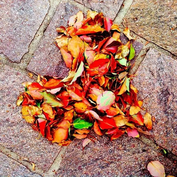 Japanese Are Going Crazy About The Fallen Leaves, Turn Them Into Art