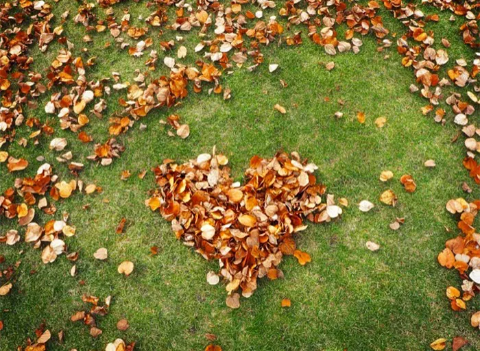 Japanese Are Going Crazy About The Fallen Leaves, Turn Them Into Art