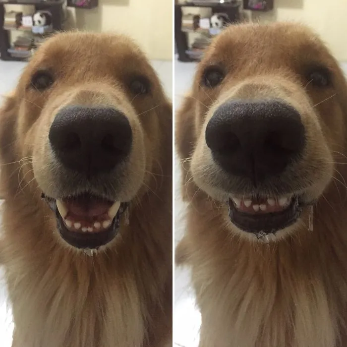 He's A Good Boy.