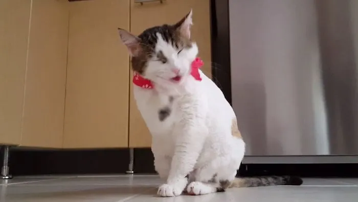 World's Most Adorable Cat?