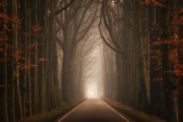 Dwarf Lane