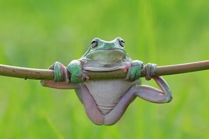How Cute And Funny The Frogs